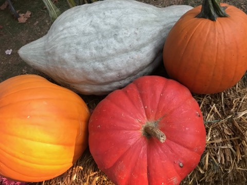 Scenes of fall in North East, PA