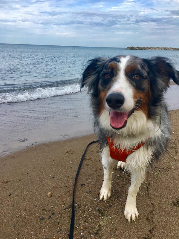 13 Dog Friendly Lake Erie Wine Country Wineries Beach