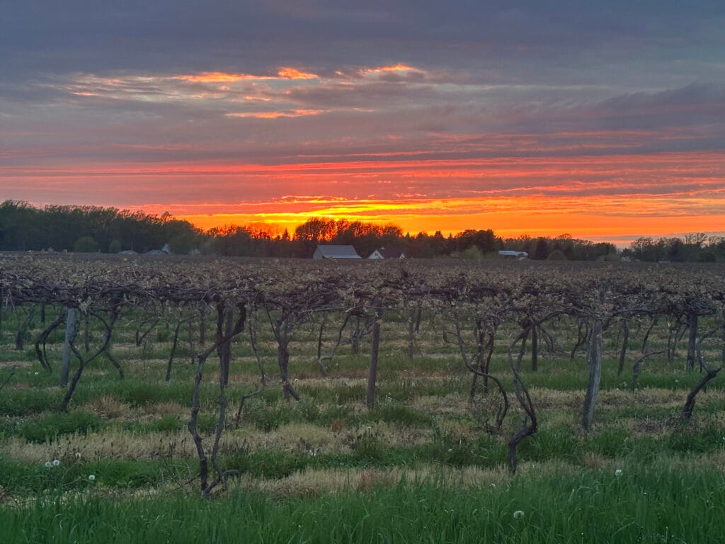 Vineyards of North East, PA at sunset